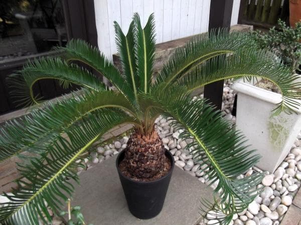 現物「蘇鉄（ソテツ）」8号 Cycas revoluta ①番 ソテツ 蘇鉄 現品