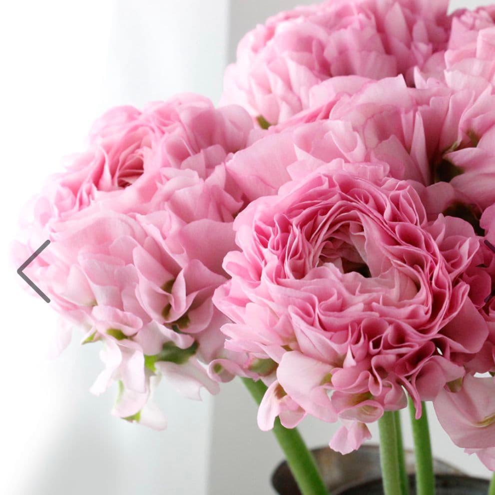 宿根草【廃盤決定！】 ラナンキュラス ポンポン『ハーマイオニー』5号