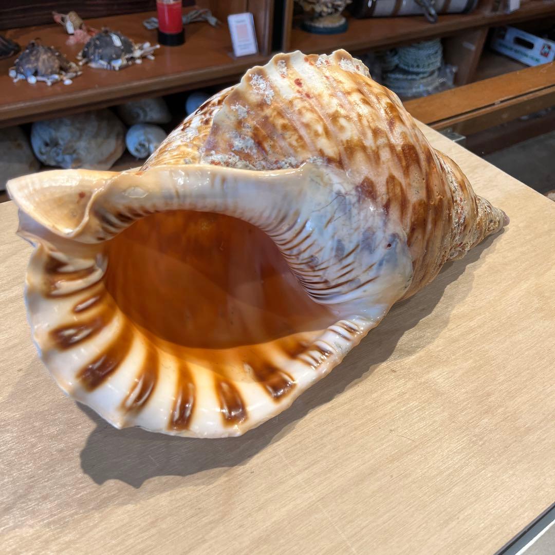 激レア　長崎県産　法螺貝　ホラガイ　1.28kg