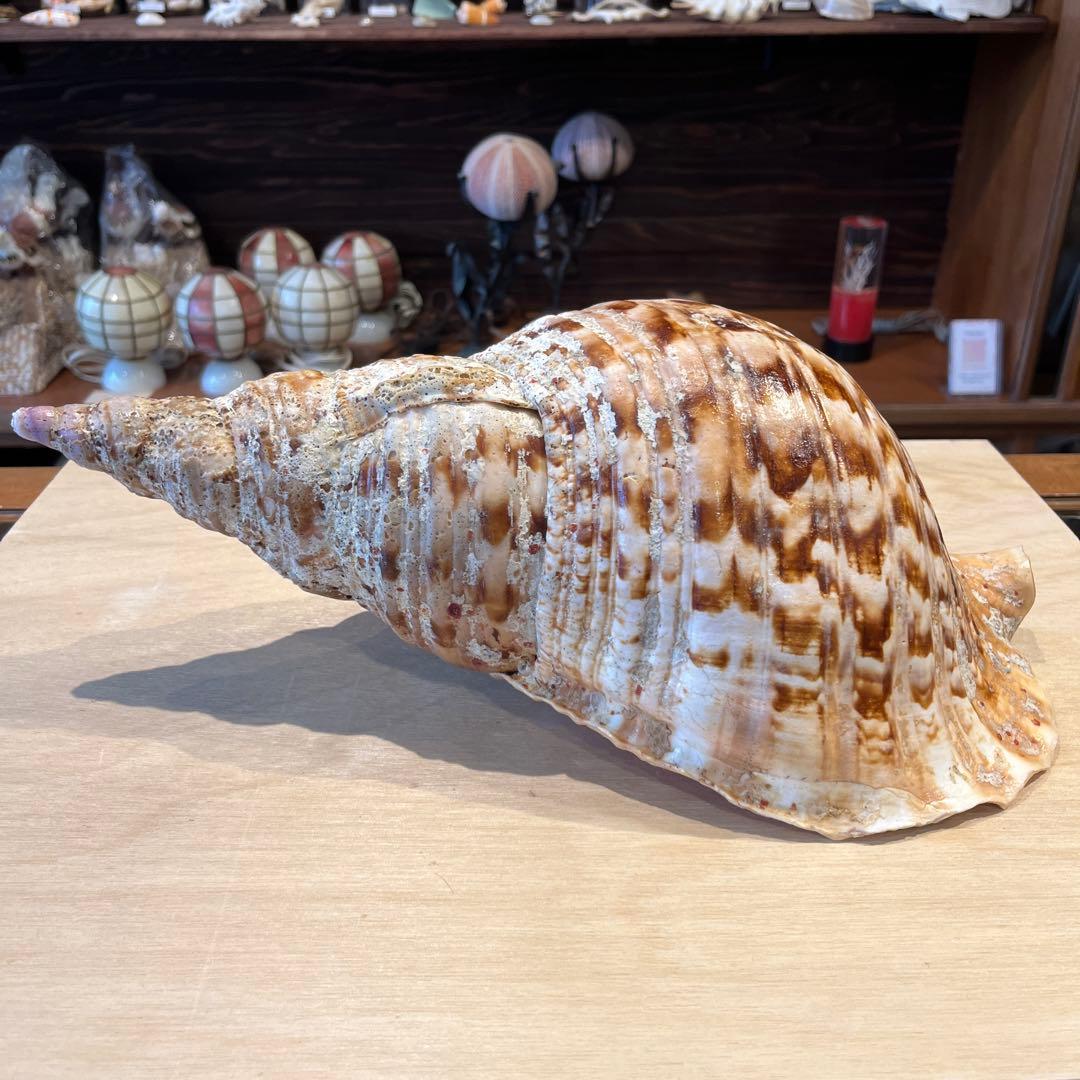 激レア　長崎県産　法螺貝　ホラガイ　1.28kg