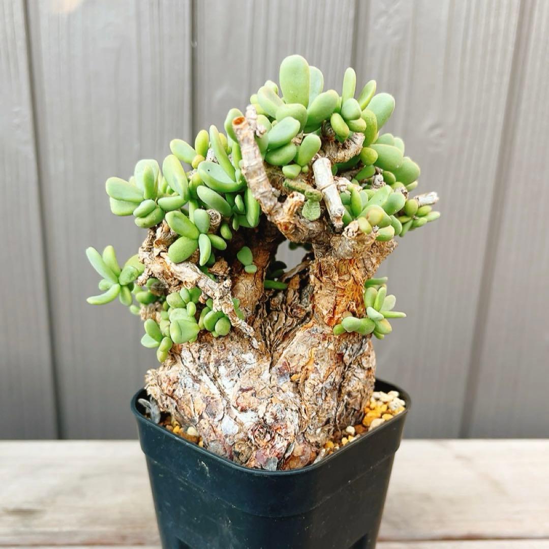 《期間限定販売❗️》『ケラリア　ピグマエア』　極美株　現地球　発根済 ポット発送