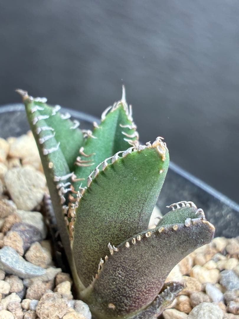 アガベ チタノタ「麻花龍」子株 極上強棘 特選美株 ブツブツ コレクシ