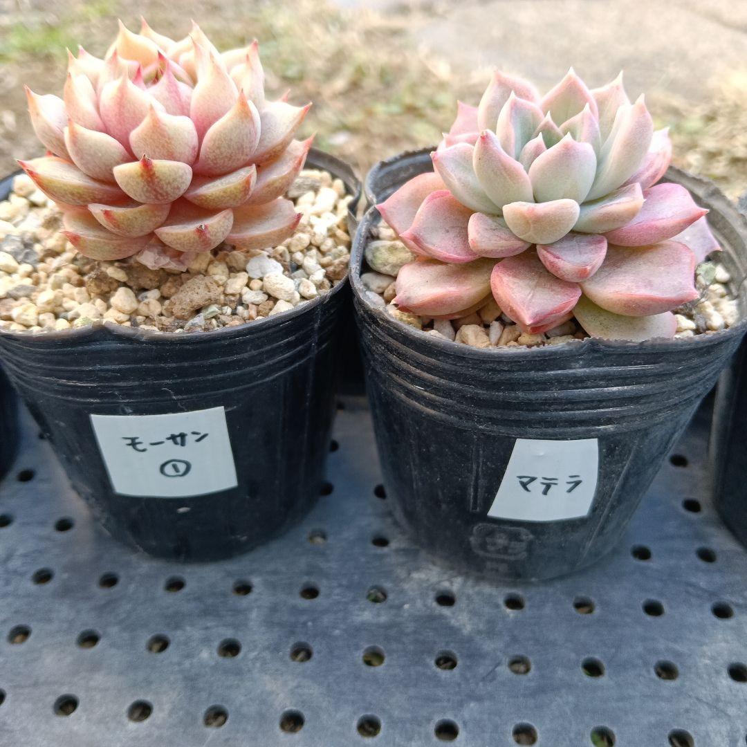 ⑤【ポットごと】10種セット☆多肉植物☆メルカリ便 - メルカリ