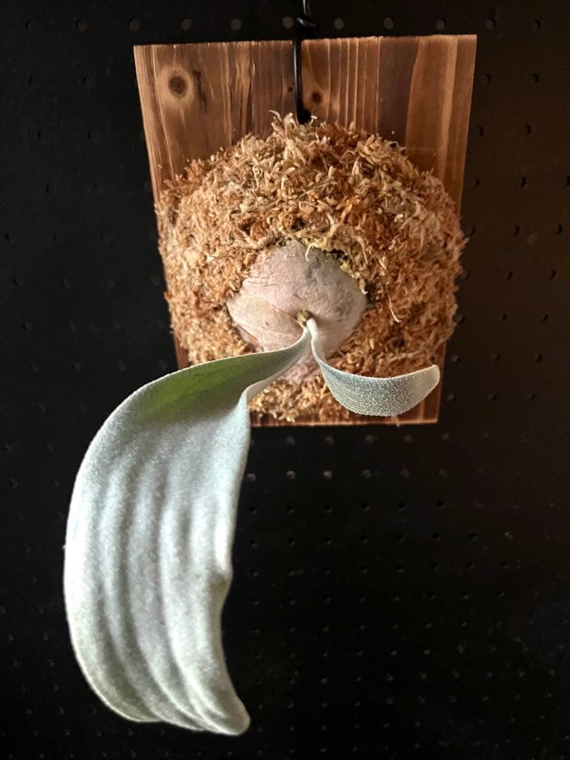 P.veitchii High Finger Wide Leave ILF OC - メルカリ