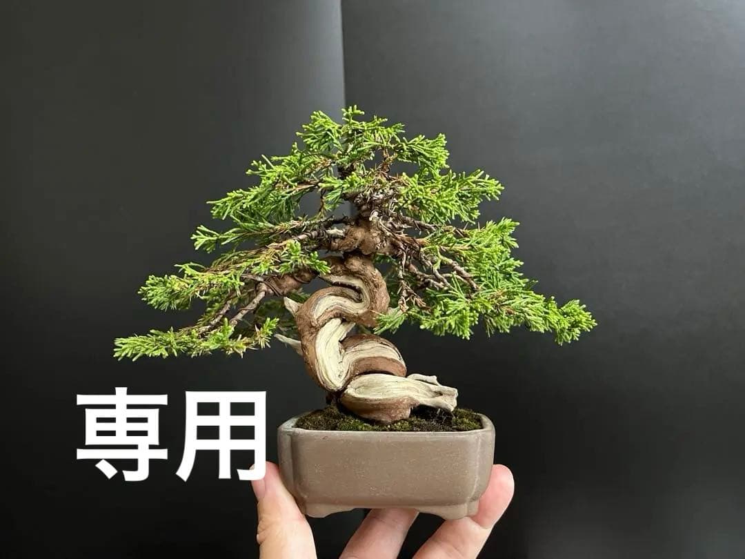 真柏盆栽 糸魚川真柏 捻転シャリ幹 樹高13cm 小品盆栽 (黒松、五葉松