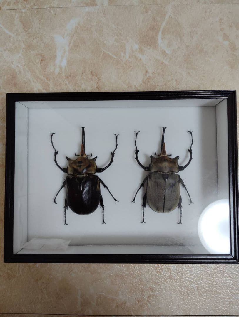 【エレファスゾウカブト】エレファス標本 昆虫　オス２匹セット エレファスゾウカブト♂108（レプリカ標本） | オオクワ京都昆虫館