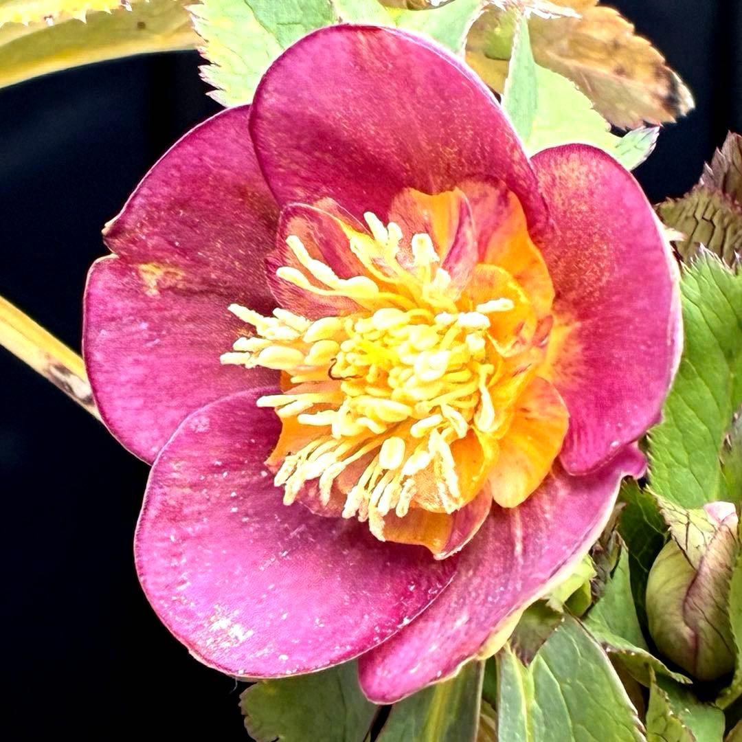 も*読様 3491☘️蕾花、タグ付き☘️金SD⭐️オーレア⭐️小輪⭐️金/紅ツー