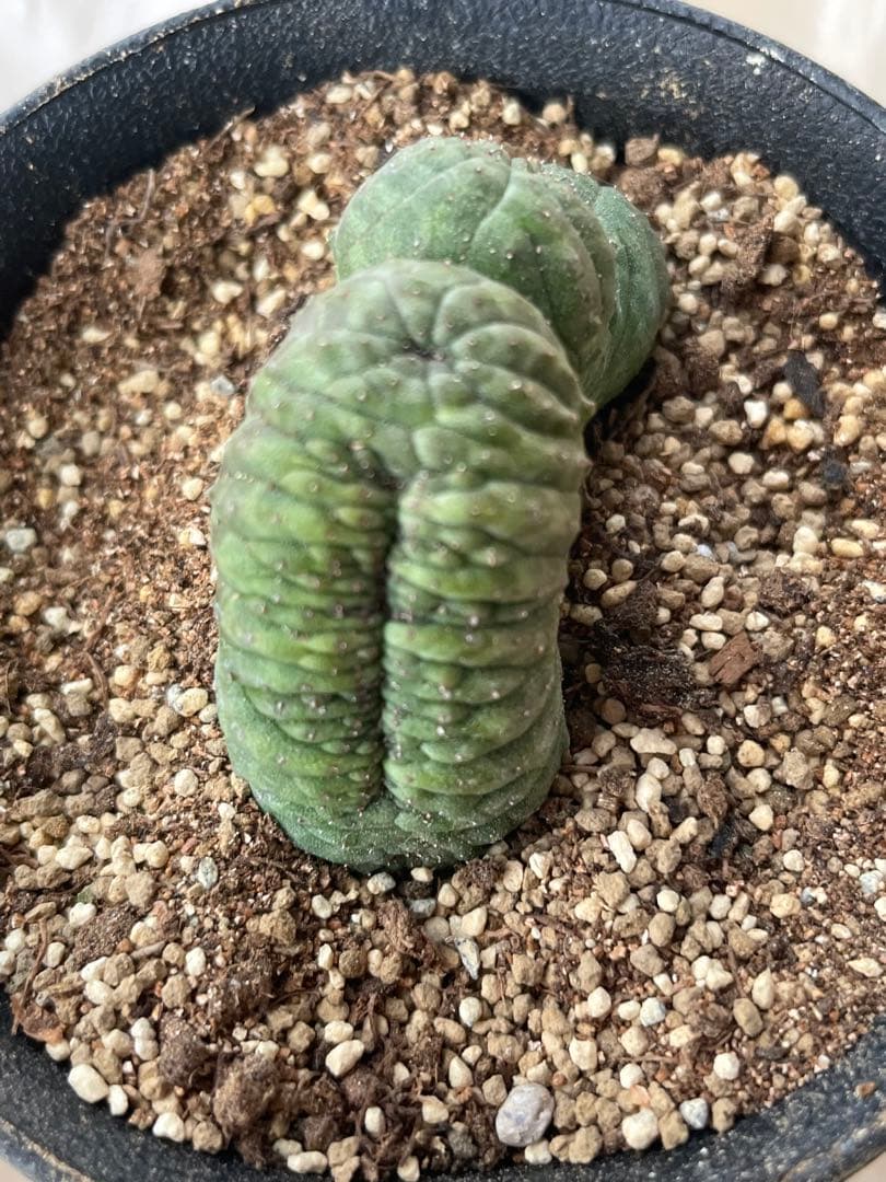 お値下げ依頼対応中です⭐️キャンセルも大丈夫です⭐️