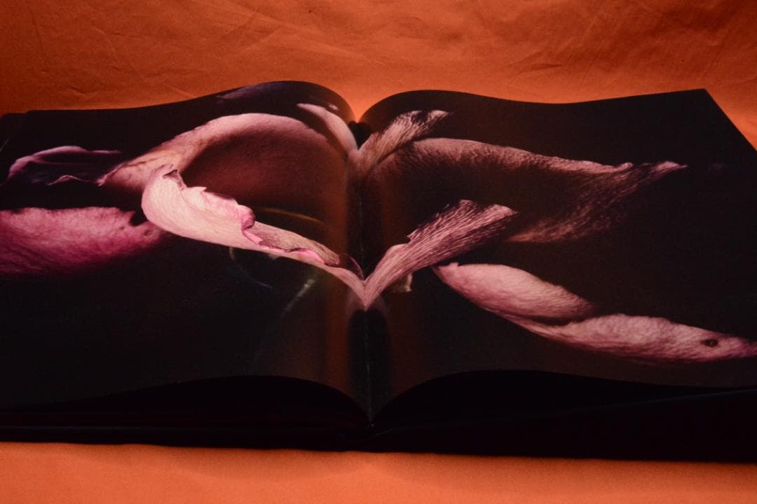 VISIONAIRE 40：DAVID SIMS ROSES　★★値下げしました