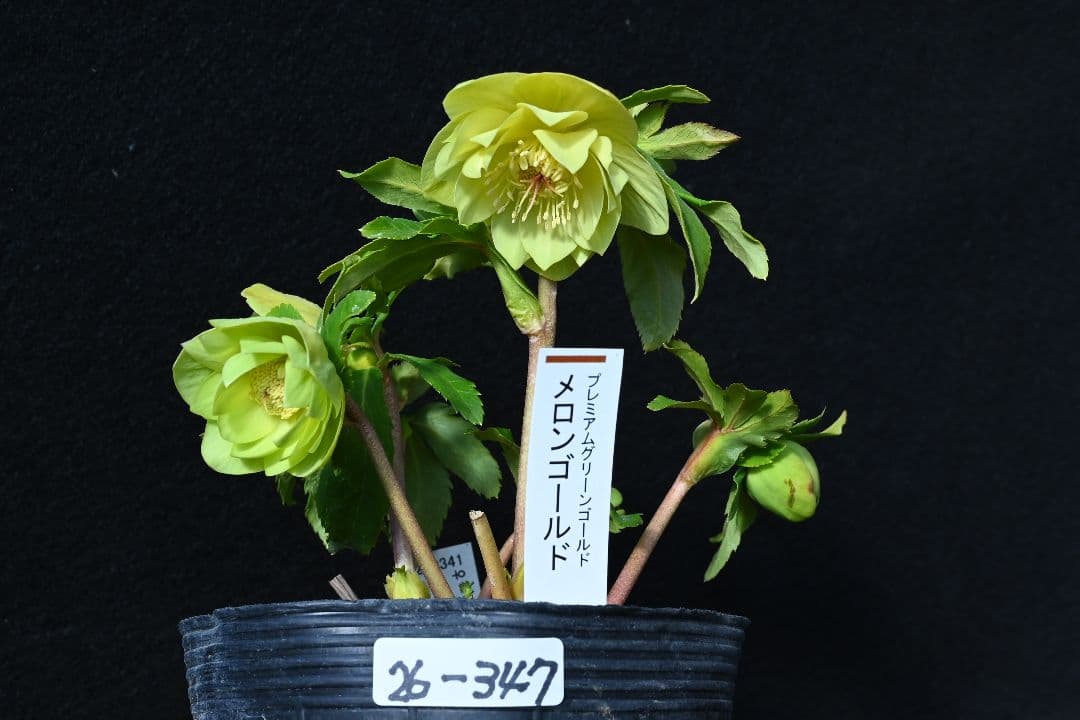 クリスマスローズ 超1級品！認定メロンゴールド 加藤農園 - メルカリ