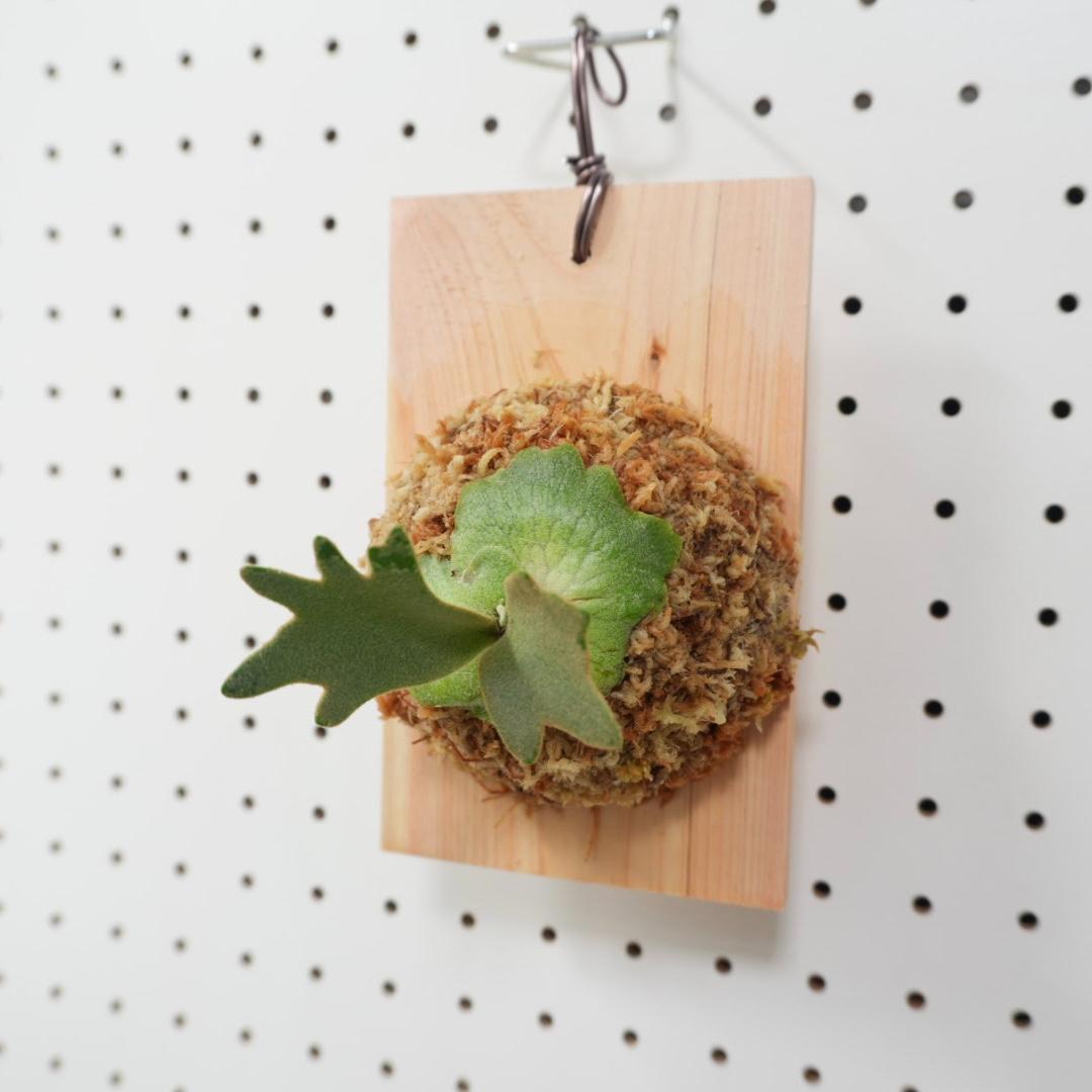 ビカクシダ YMDS ウィリンキー系 イエロームーンドワーフ スポア Y-5