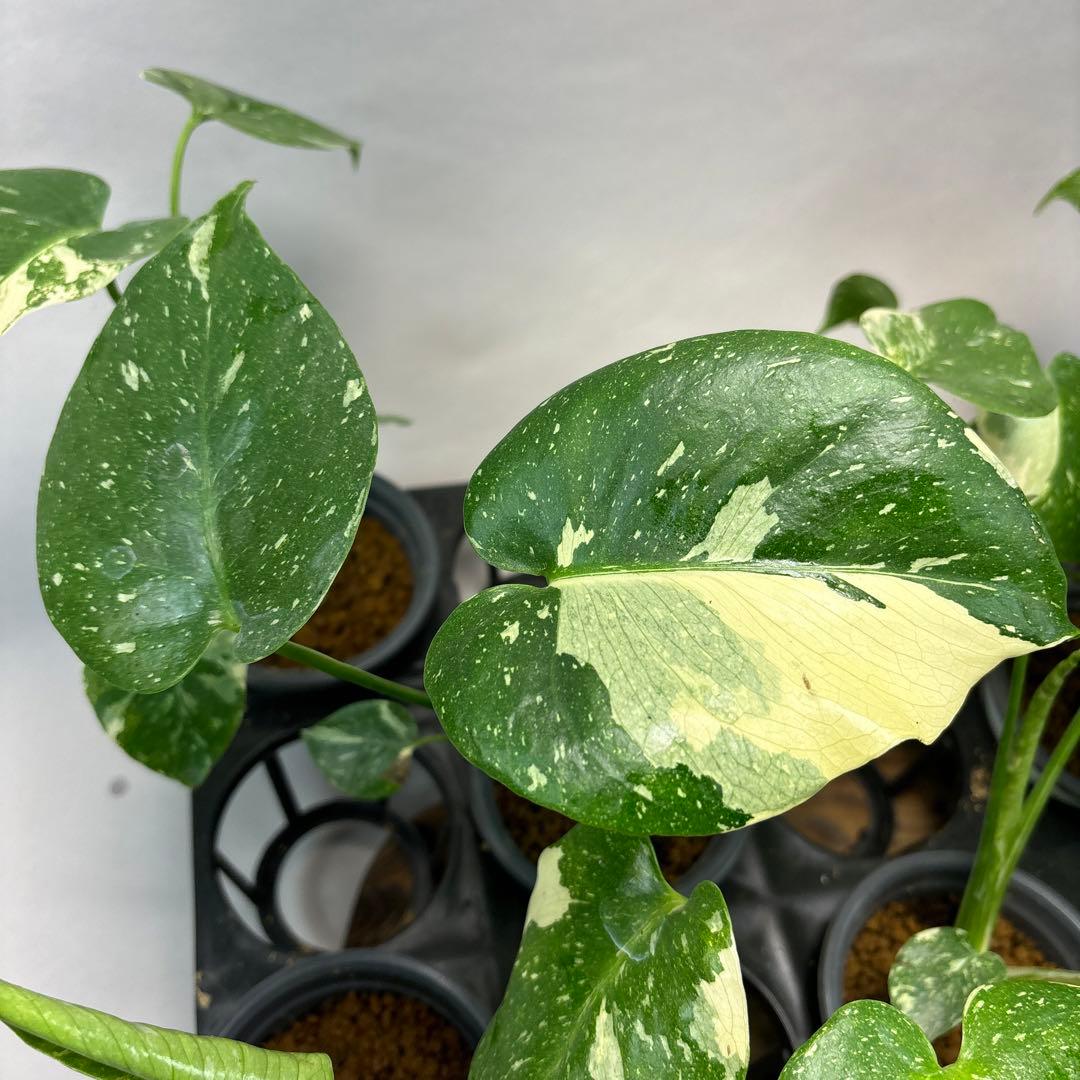 K*様 10株セットms05【特別選抜】モンステラ・タイコンステレーション