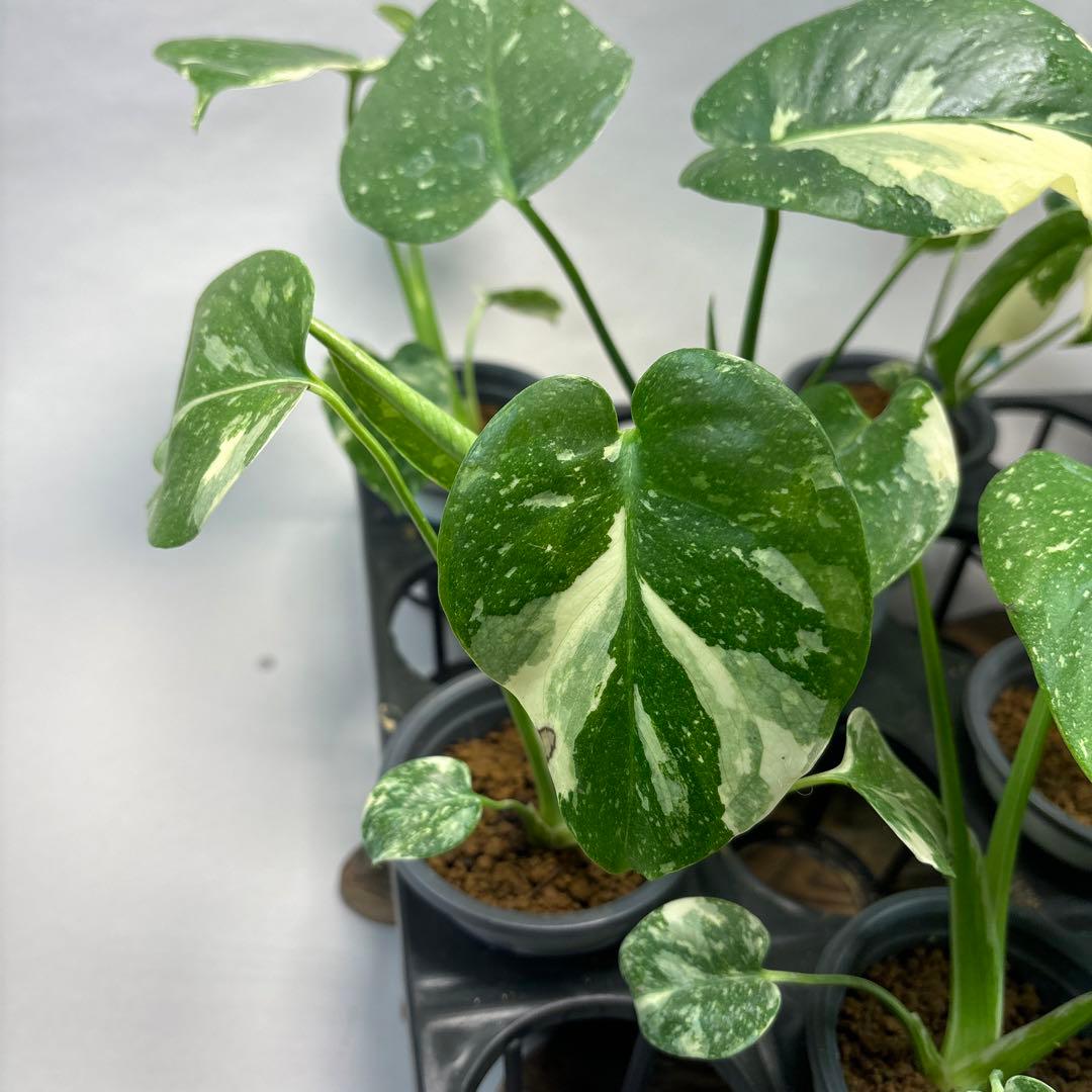 K*様 10株セットms05【特別選抜】モンステラ・タイコンステレーション