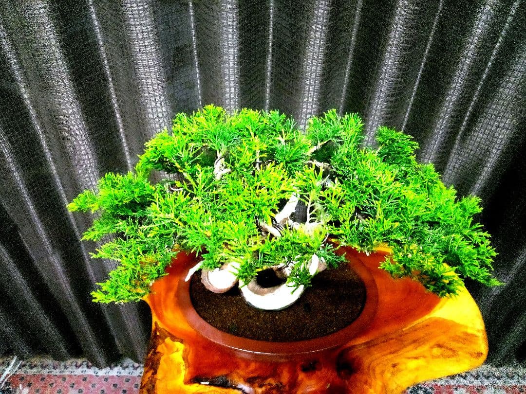 貴風 糸魚川真柏盆栽】 ⭕幹曲一級品❗ ☆あきちゃん様…