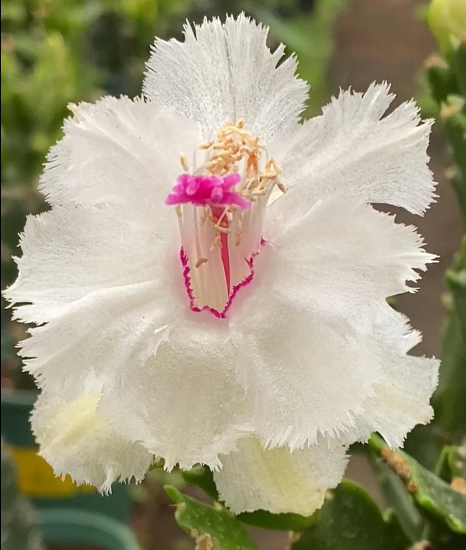 デンマークカクタス シャコバサボテン 白羽 葉挿し 1637 - メルカリ