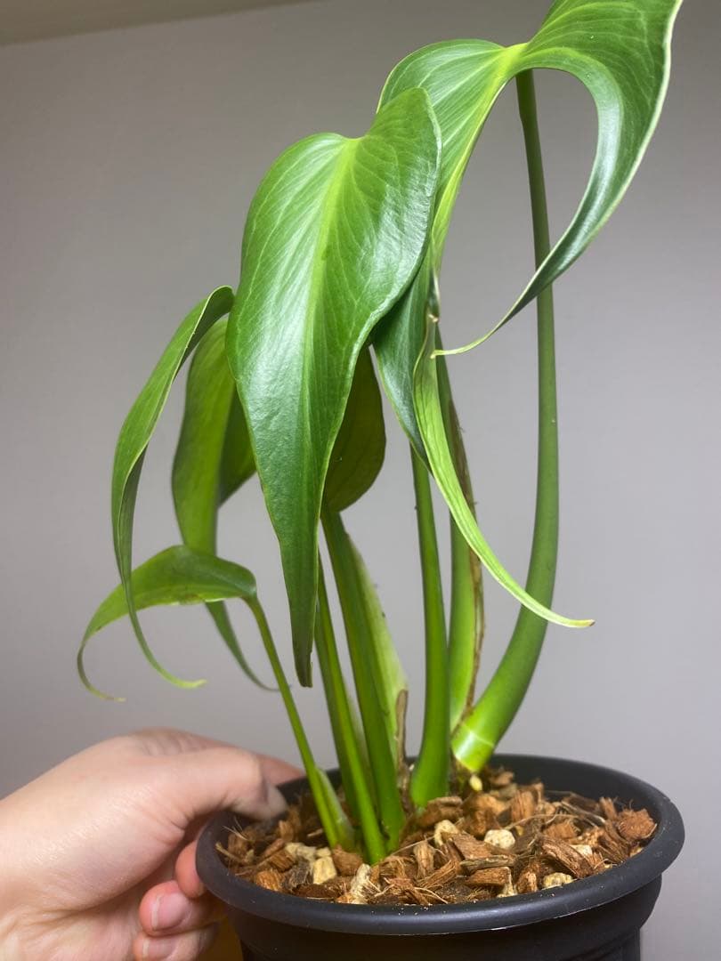 棚整理セール‼️】モンステラ バールマルクス 希少 レア 人気