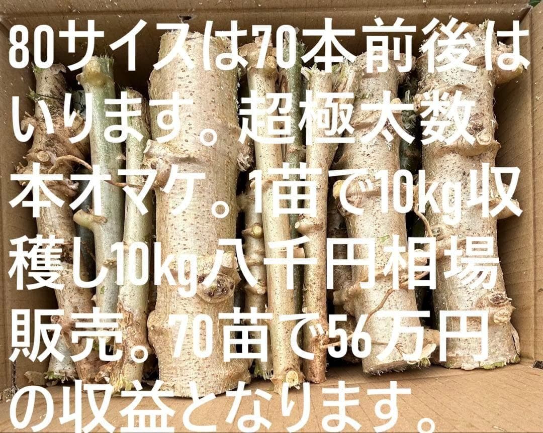 官能的な旨味と甘味。超高級☆キャッサバ・ゴールドSS☆挿し木枝。60