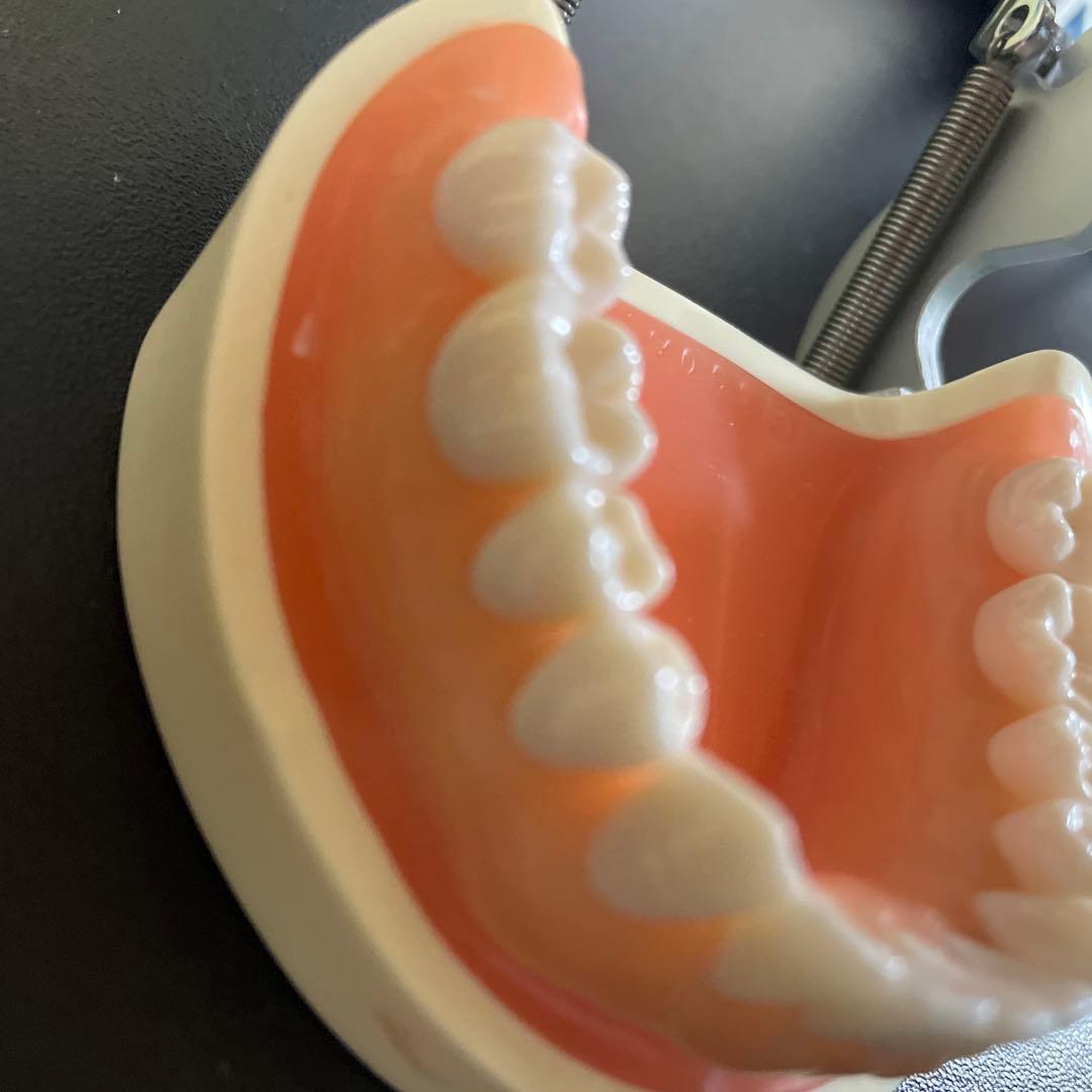 NISSIN歯科模型ニッシンデンタルモデルD18FE-500A-QF全て未形成歯