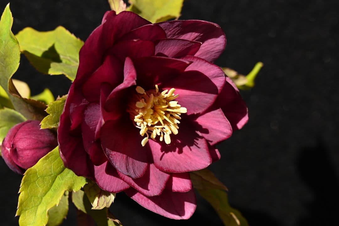 クリスマスローズ 認定ddレッドゴールドルビーフラッシュ 加藤農園