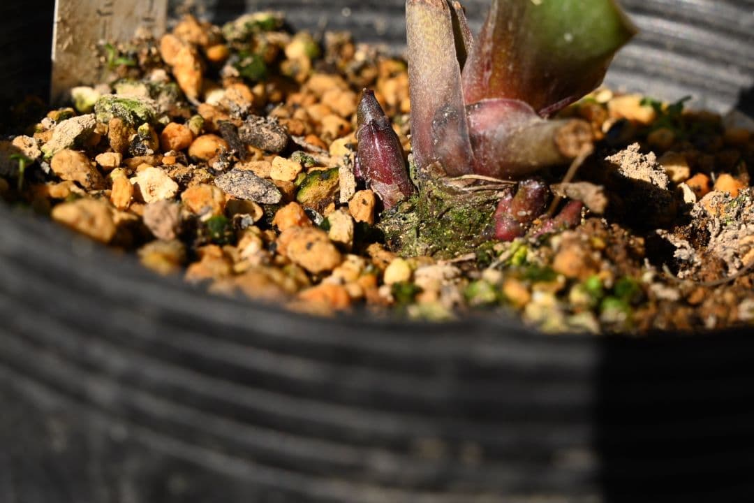 クリスマスローズ 認定毬姫モーリーsd多弁レッド 加藤農園 - メルカリ