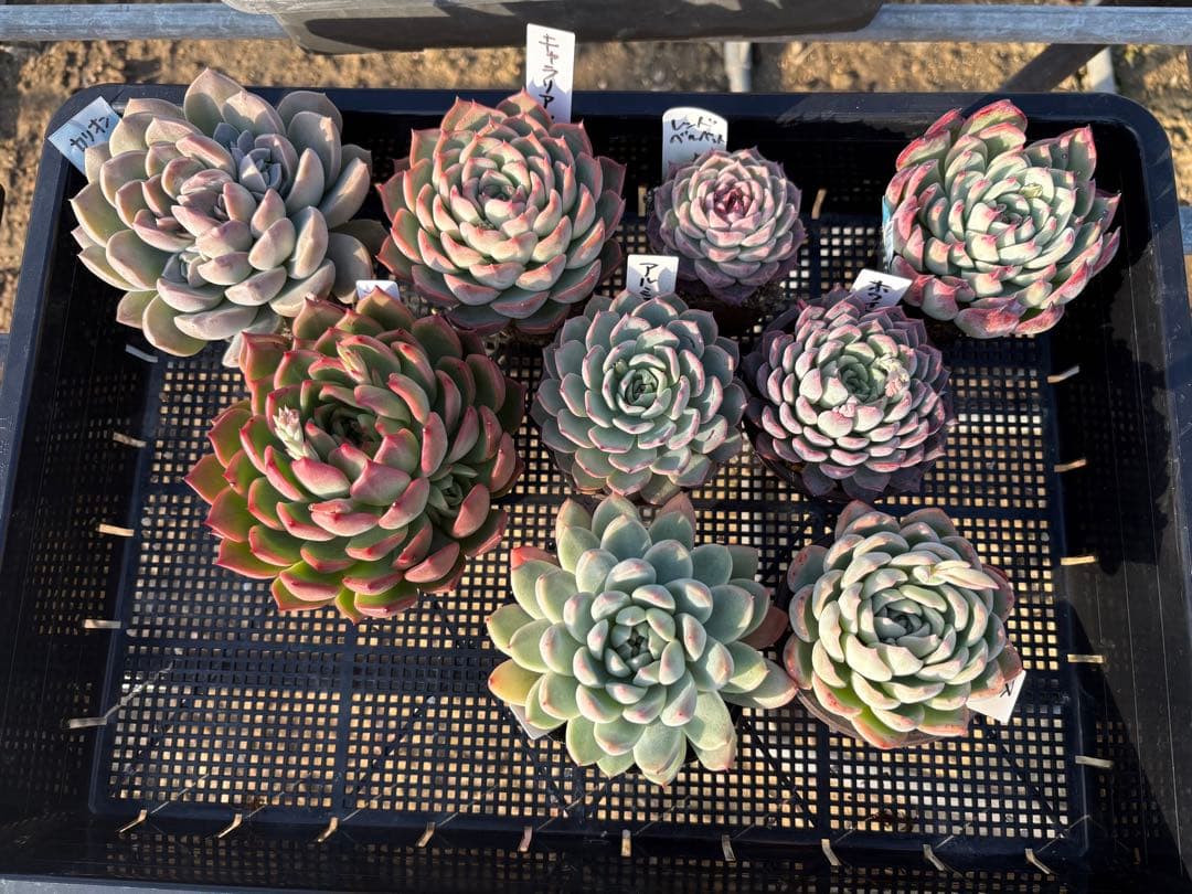 ☆彩乃助☆様 5点おまとめ