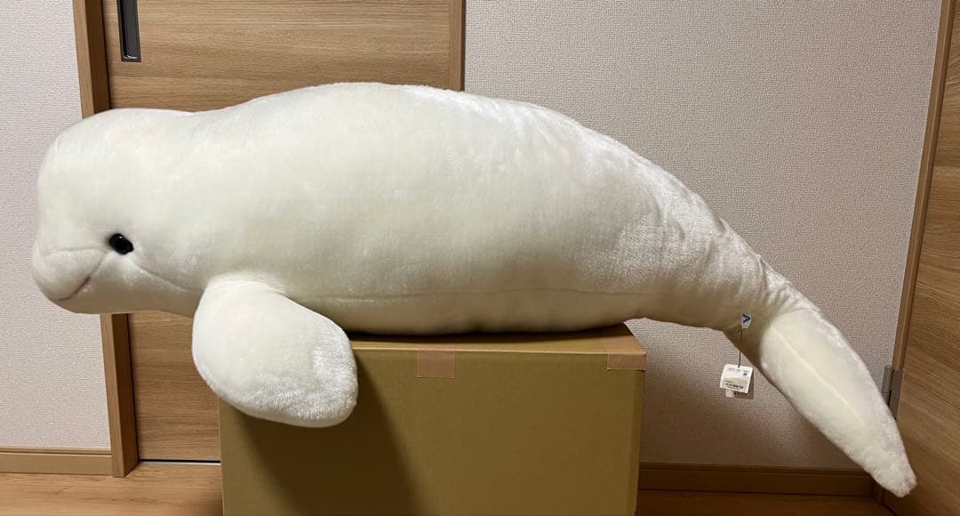 シロイルカ　ぬいぐるみ　LLLサイズ AQUASオリジナル かぷっとシロイルカ | AQUAS Gift Shop / onlin