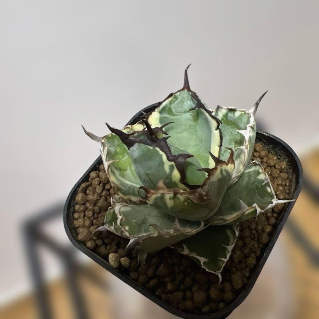 アガベ 鉢植発送 BB錦 斑入り 極上血統 希少株 スペシャル個体 超