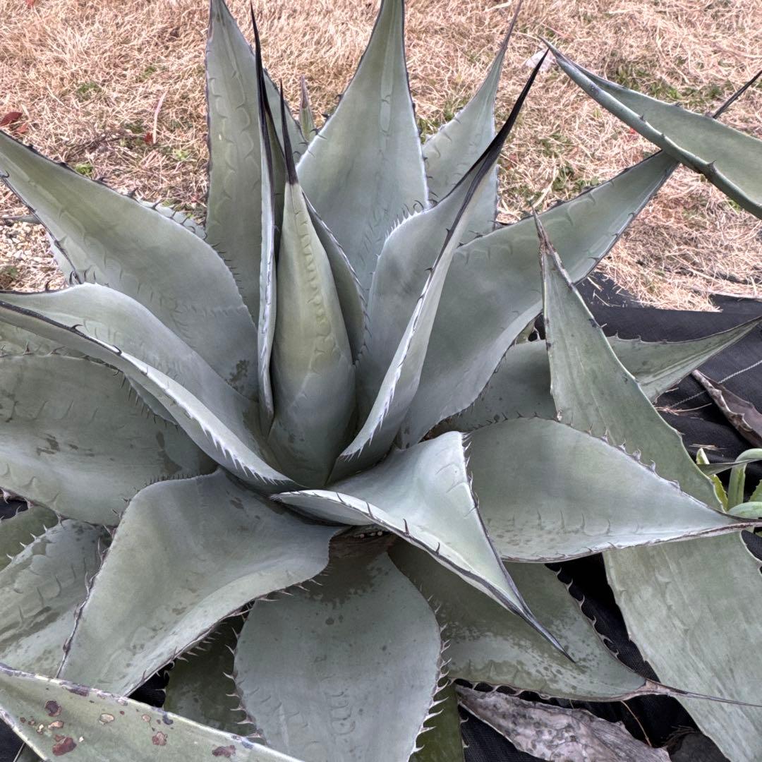 アガベ 地植え 大株 パリー オバティフォリア アメリカーナ ドライガーデン