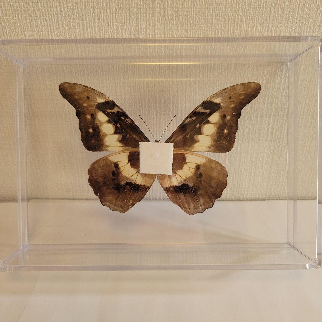 p*o様 蝶の標本 モルフォチョウの王様（珍美） - メルカリ
