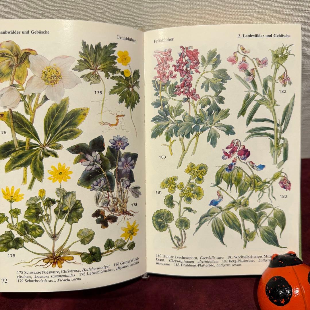 224⑩1971年ドイツ語植物図鑑 洋書古書 ジャンクジャーナル ボタン