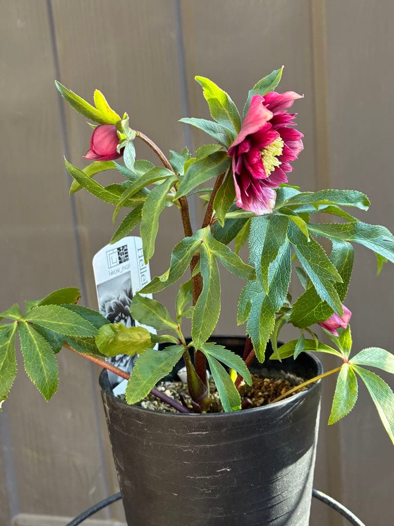 ♡広瀬園芸♡DDクリムゾンレッド 極上 ソレイユ系 - メルカリ