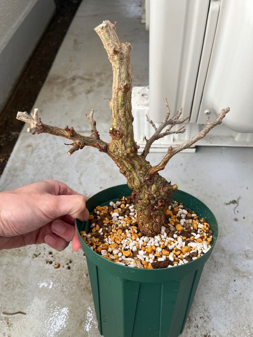 早い者勝ち 超極太 実生 パキプス オペルクリカリアパキプス - メルカリ