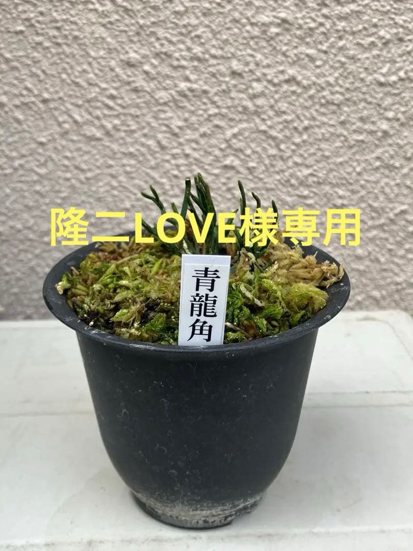 松葉蘭 青龍角 マツバラン シダ 古典園芸 観葉植物