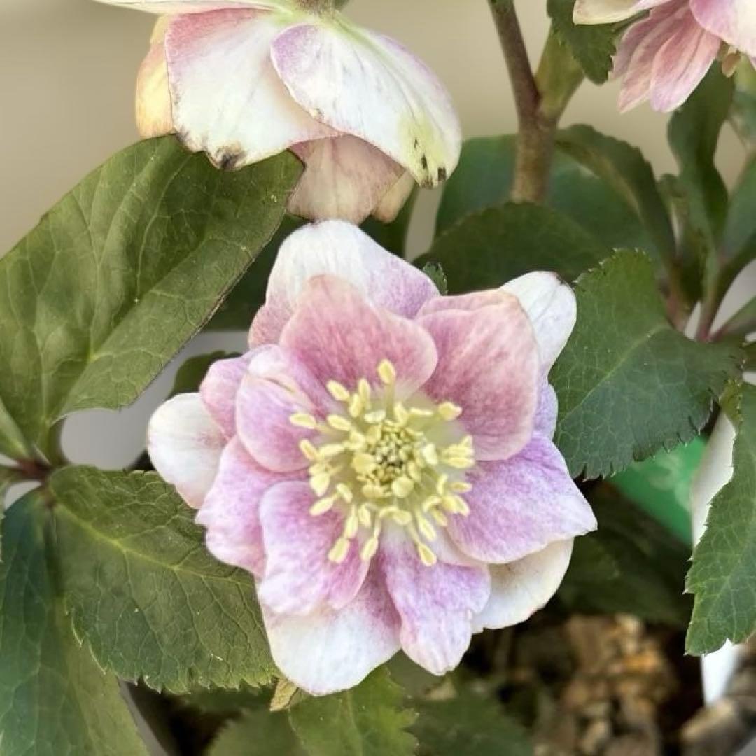 いろはhyb dd 大木ナーサリー クリスマスローズ タグ付き 現品 開花株