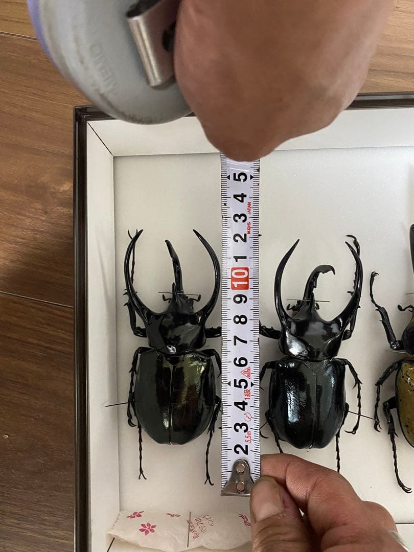 コーカサスオオカブト ヘラクレスオオカブト オス×4 標本 - メルカリ