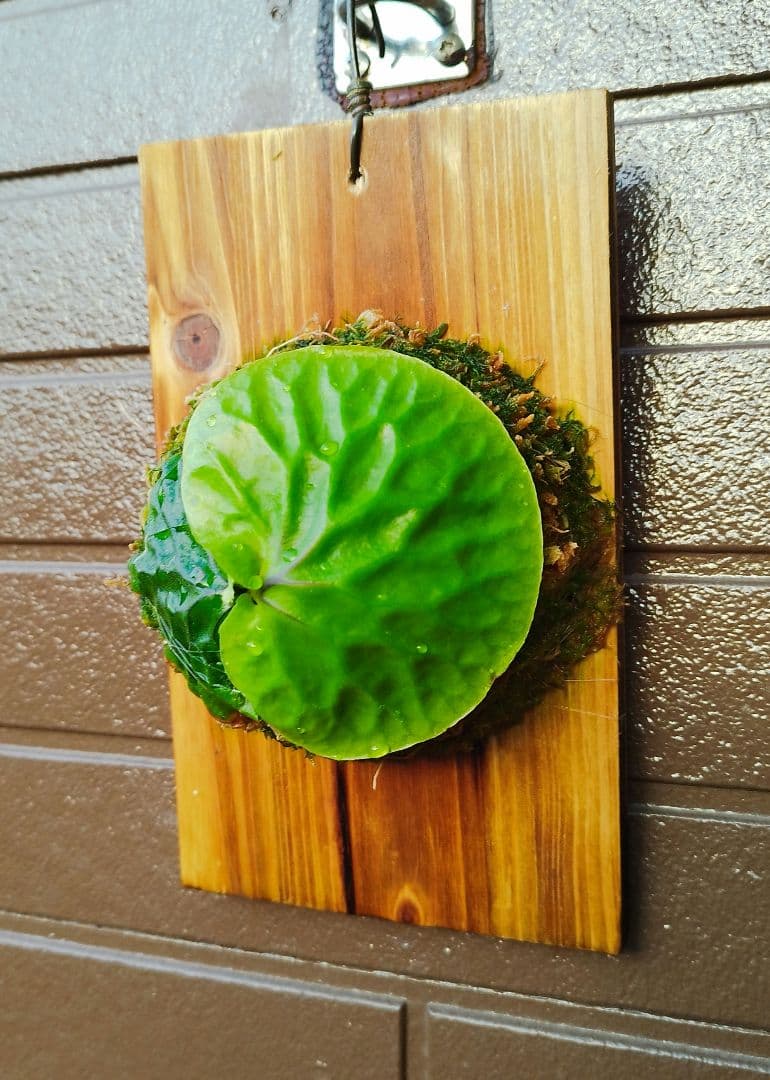 Madagascariense (oc)株分 NO.28 マダガスカリエンセ - メルカリ