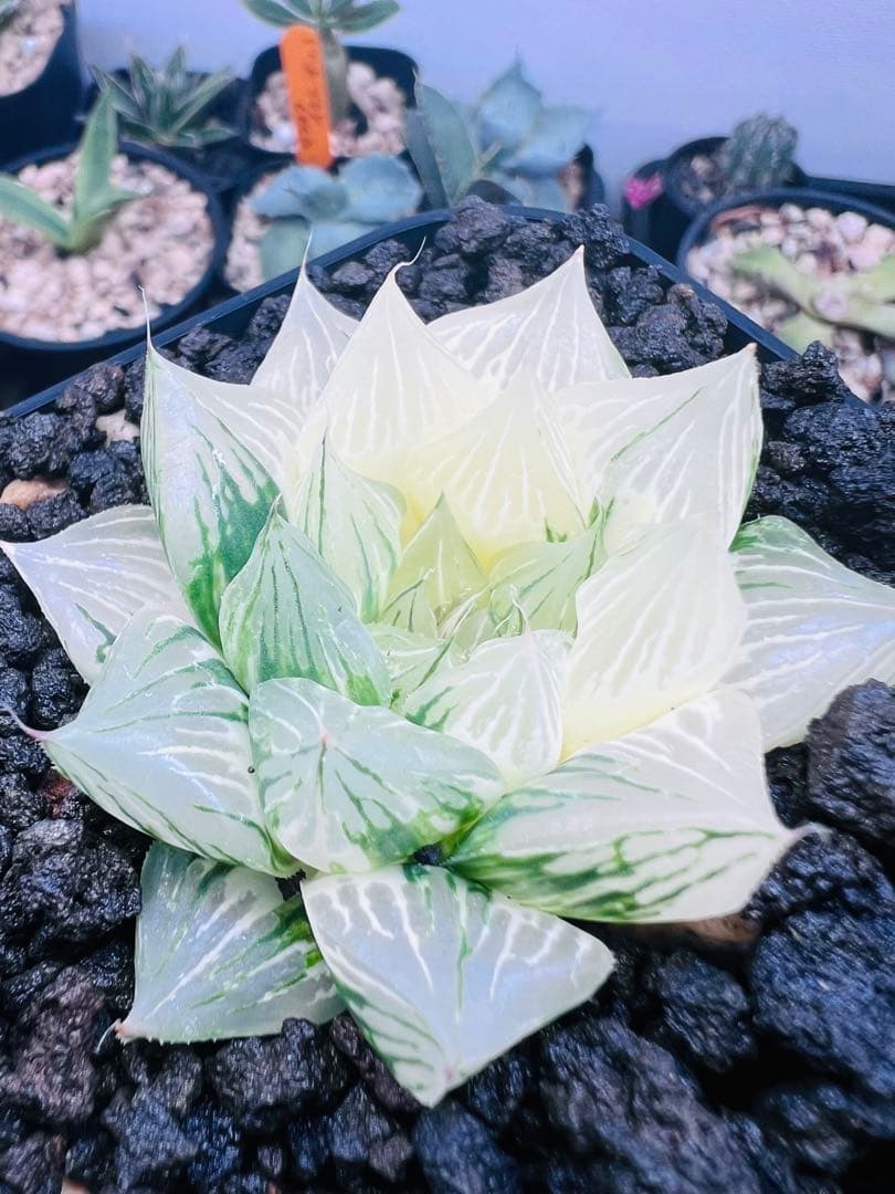 ハオルチア 青蛇伝 カット苗 （白蛇伝） その③ - メルカリ