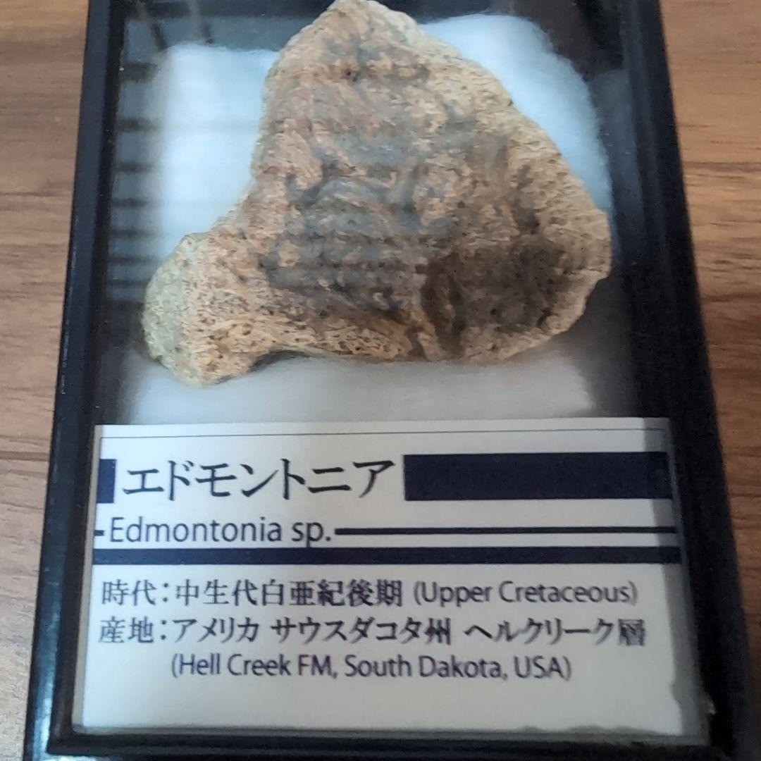 本物　恐竜　鎧竜エドモントニアの鎧の化石 サウスダコタ　ラベルケース付き 現在販売中のすべての化石,隕石,レプリカ,グッズの一覧です ｜ 化石