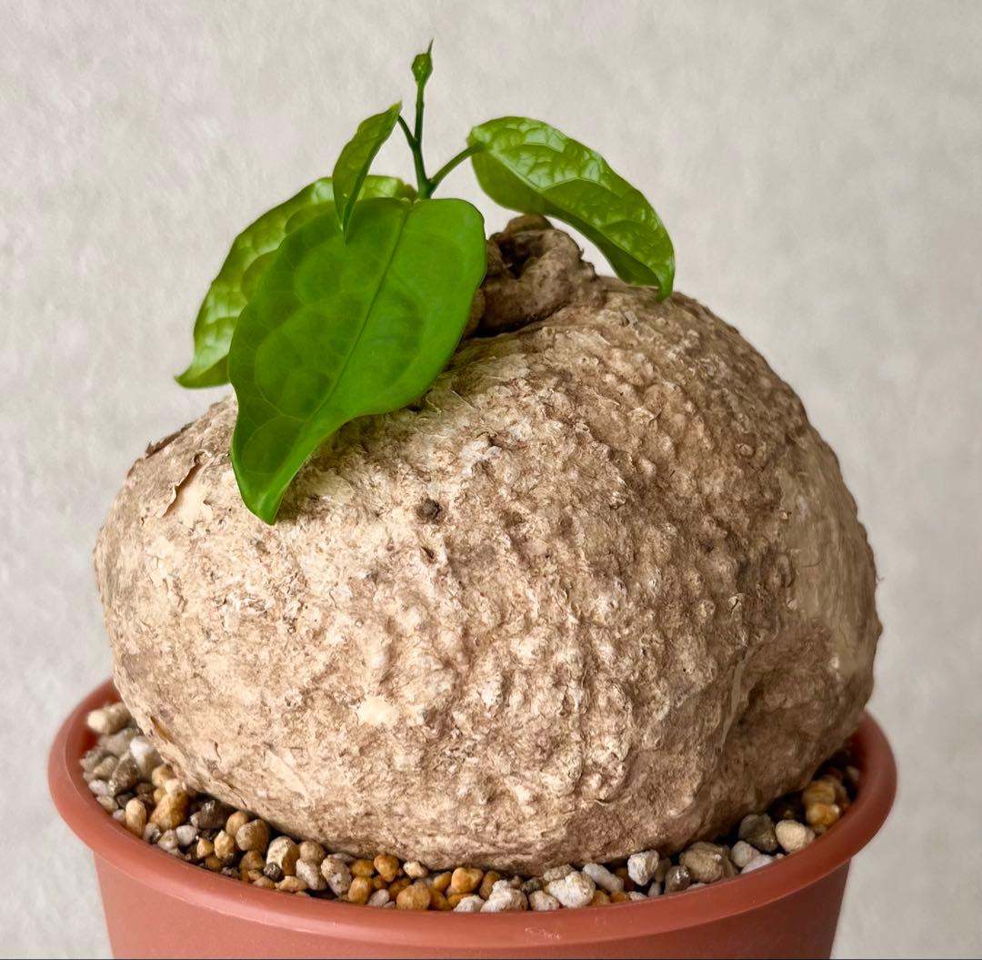 激レア/大株/塊根植物】アデニア ペナンギアナ 鉢植え - メルカリ