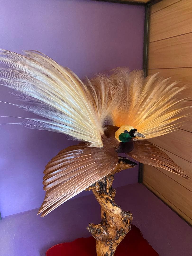 希少】極楽鳥（オオフウチョウ）剥製 縁起物 - メルカリ