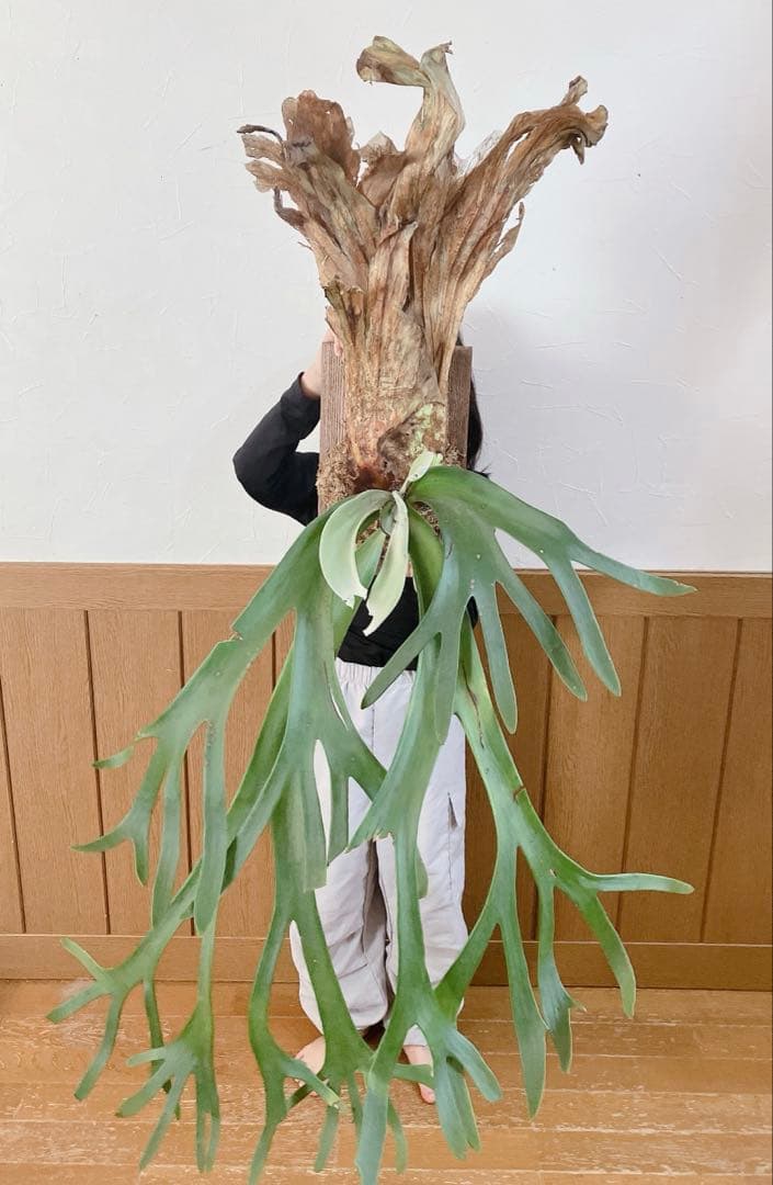 特大ビカクシダ ウィリンキーwild