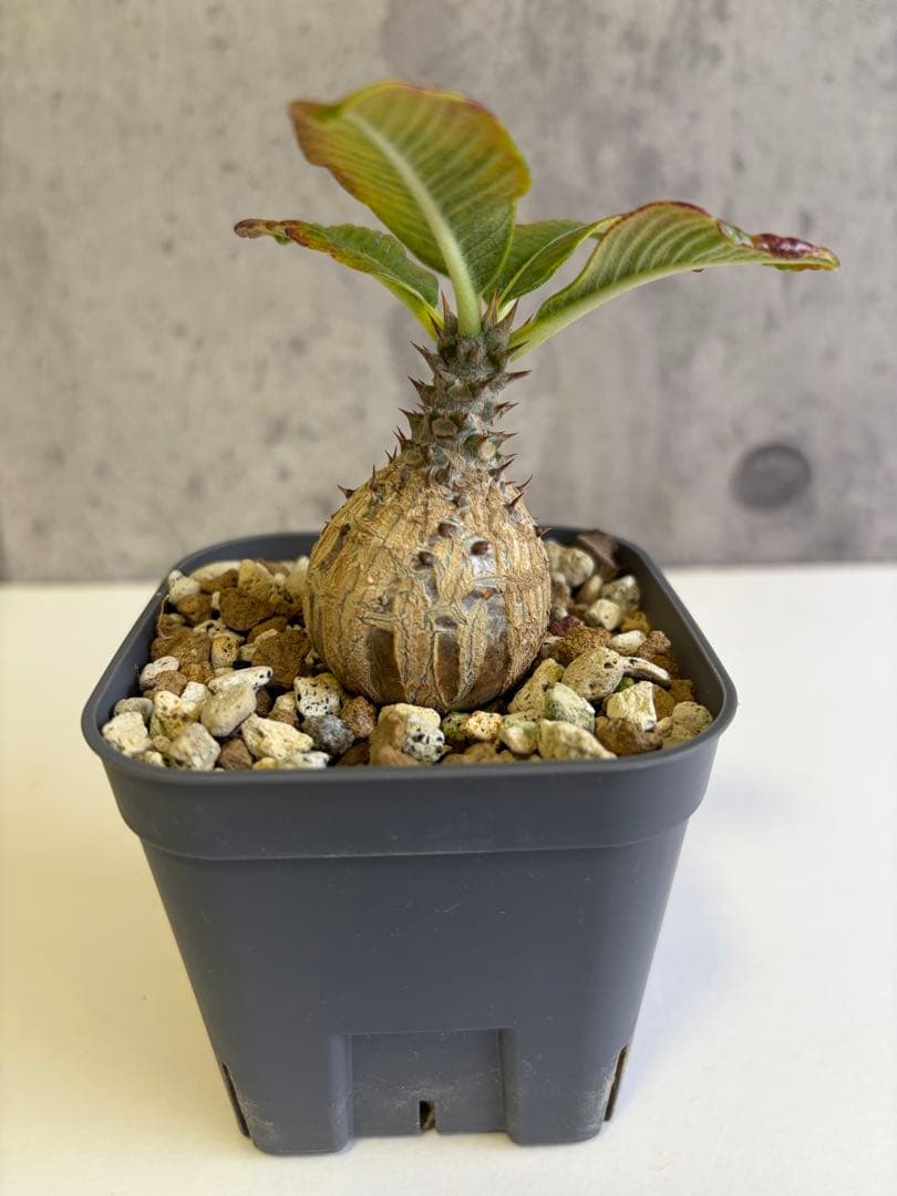 国内実生株 パキポディウム ウィンゾリー④ - メルカリ