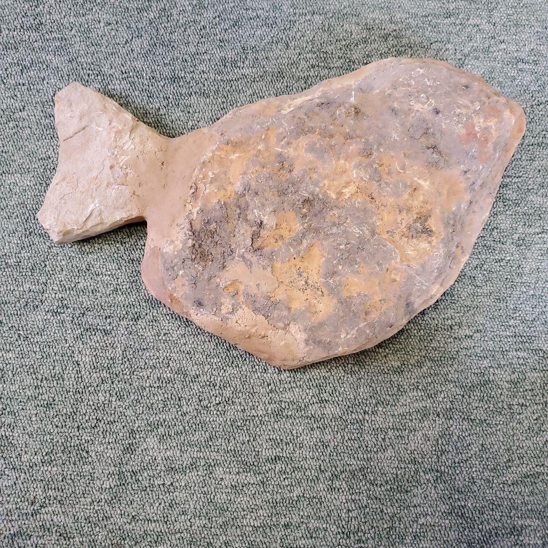 魚の化石 k-2 3億年前の魚の化石から「最古の脳」