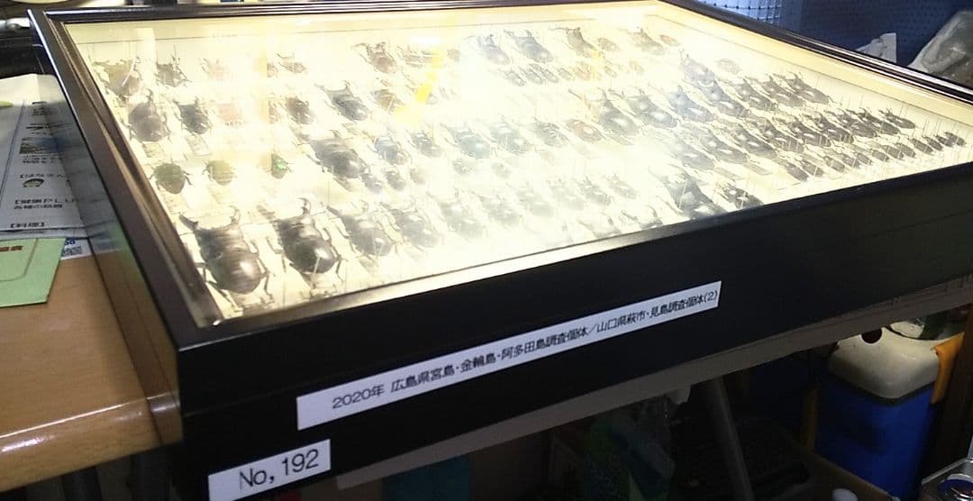 村山輝記採集・製作 クワガタ調査標本No.192（流出品） - メルカリ