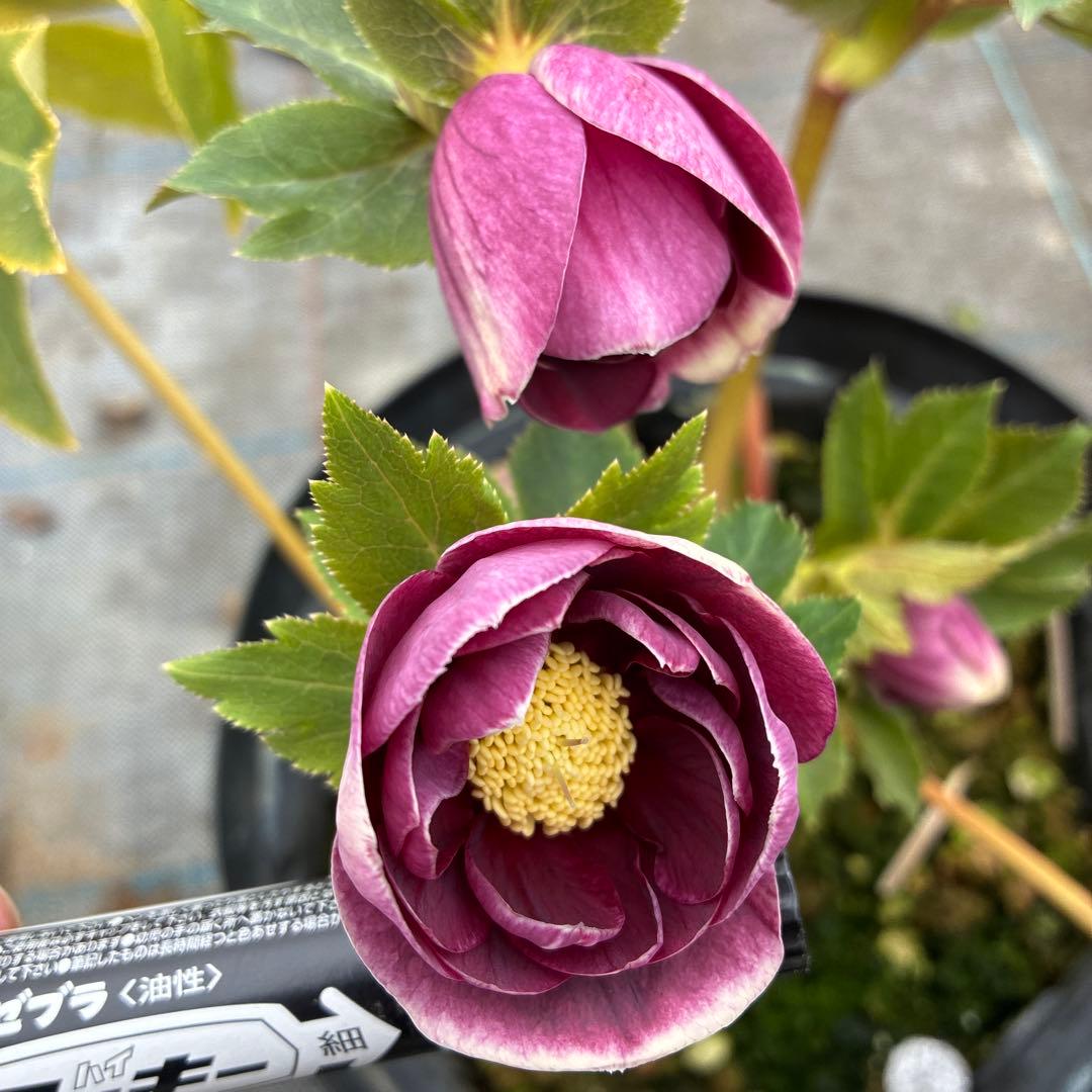 クリスマスローズ レッドオーレア 大苗 7寸 開花途中