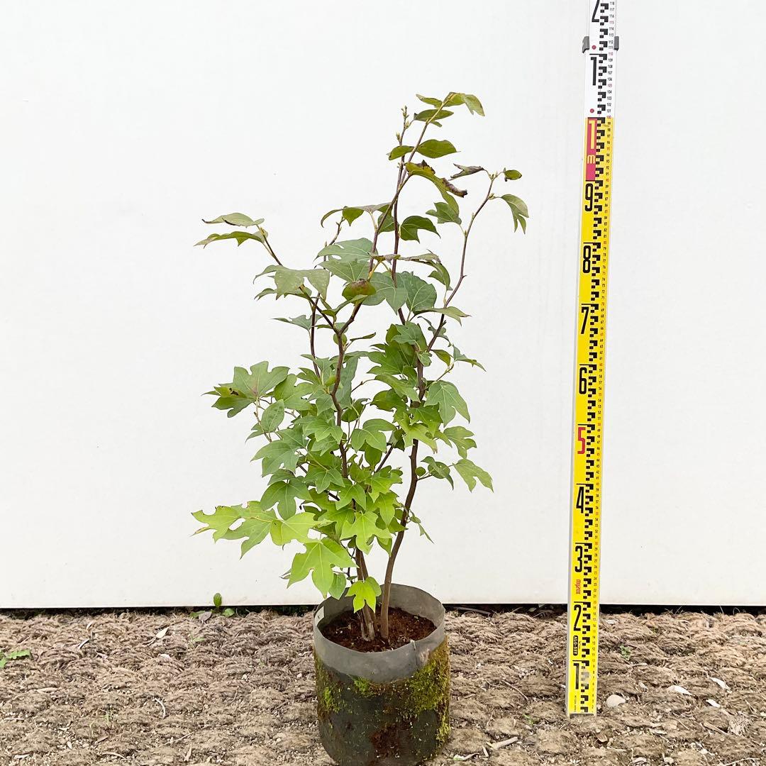 や*す様 シロモジ　/ 678