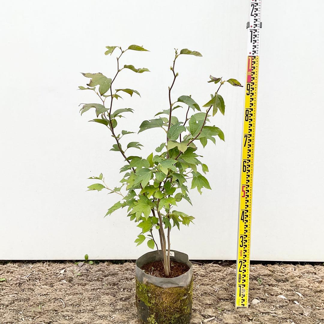 や*す様 シロモジ　/ 678