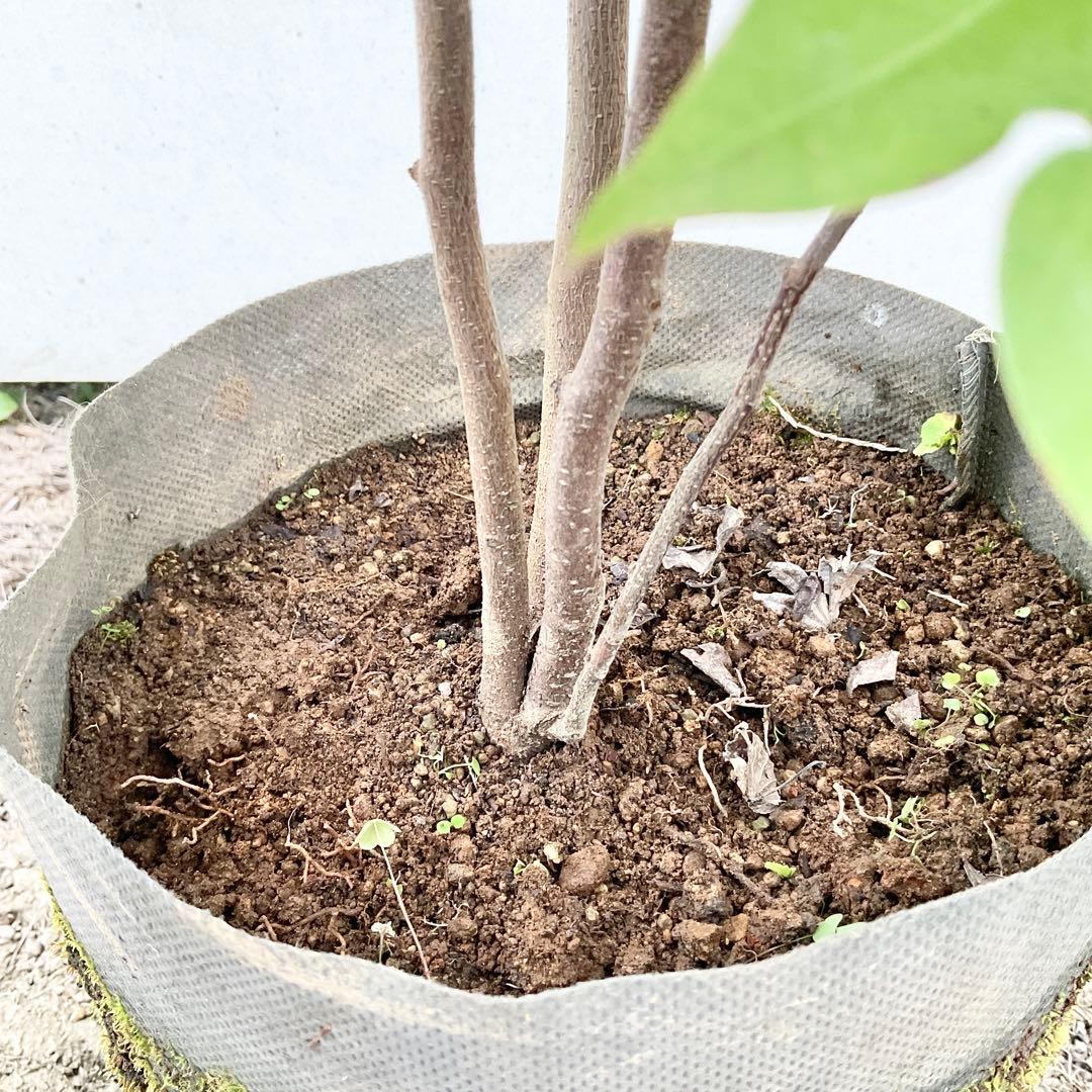 や*す様 シロモジ　/ 678