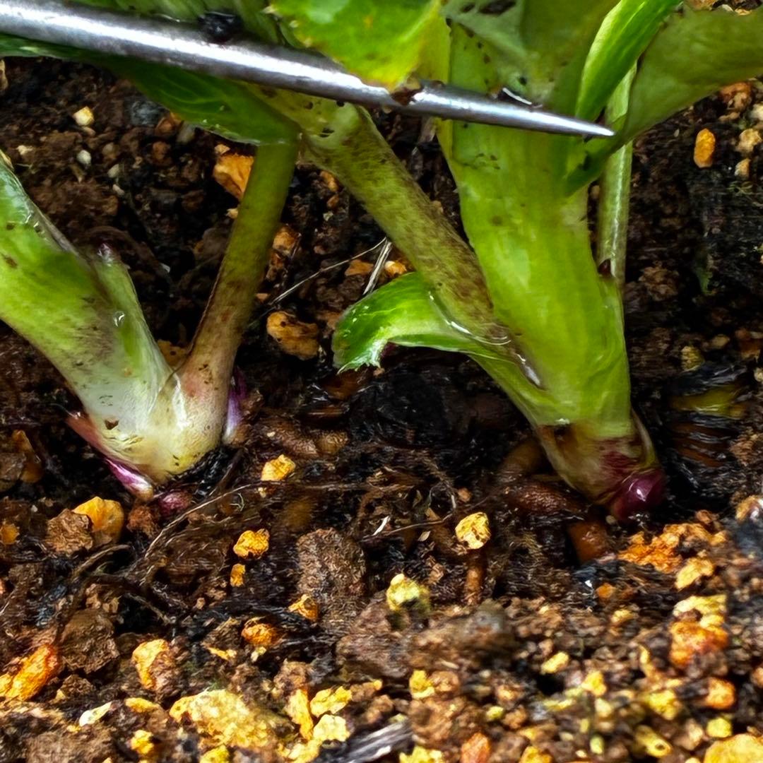 m*i様 3497☘️たくさん蕾花付き☘️２年間保管☘️⭐️ダーク⭐️超多弁⭐️