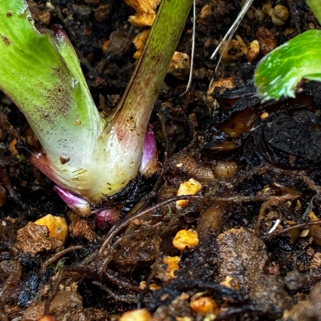 m*i様 3497☘️たくさん蕾花付き☘️２年間保管☘️⭐️ダーク⭐️超多弁⭐️